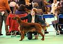 Crufts2010 1257